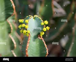 Image result for Euphorbia fortissima