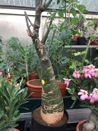 Image result for Adenia fruticosa
