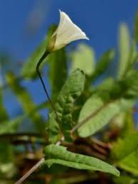 Image result for Xenostegia tridentata