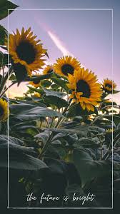Sunflower Iphone Wallpaper Background Sunflower Iphone Wallpaper Sunflower Wallpaper Flower Phone Wallpaper Enjoy and share your favorite beautiful hd wallpapers and background images. sunflower iphone wallpaper background
