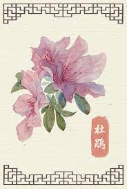 水彩手绘花卉 阿昕 水彩 手绘 小清新 插画 花卉 植物 涂鸦王国插画 flower art watercolor cards botanical art