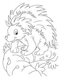 Most relevant best selling latest uploads. Porcupine Coloring Pages Coloring Home