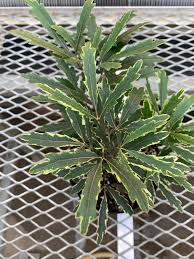 Image result for Plerandra