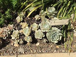 While stocking up on logs to feed your flame can get pricey, firewood doesn't always have to cost you. Pin By Irene Cheng On Plantings Plants Texture Crafts