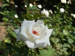 Rosa blanca