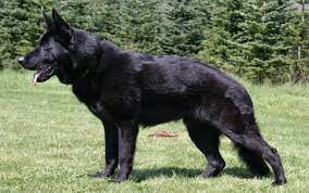 Huge Black German Shepherd German Shepherd Dogs Black German Shepherd German Shepherd