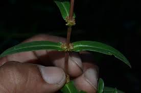 Image result for Ammannia aegyptiaca