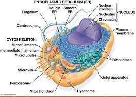 Animal Cell Campbell Biology Animal Cells Worksheet Plant Cells Worksheet