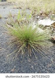 Image result for Eleocharis geniculata
