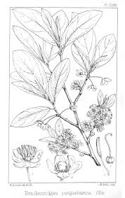 Image result for Brackenridgea