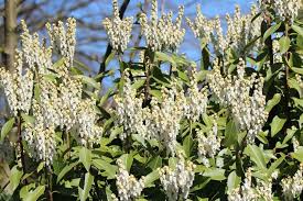Japanisches Schattenglockchen Pieris Japonica Kleiner Garten Baumschule Horstmann Pflanzen
