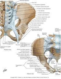 These muscles originate near the anteroinferior external surface of the bony pelvis and insert at the linea aspera. åœ–ç‰‡ Sacrotuberous Ligament ç²¾å½©åœ–ç‰‡æœ Pelvis Anatomy Muscle Anatomy Lower Extremity