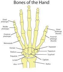 ✓ free for commercial use ✓ high quality images. Hand Bone Anatomy News Information Hand Bones Anatomy Functions Diagram Body Maps There Anatomy Bones Human Skeleton Anatomy Human Anatomy And Physiology