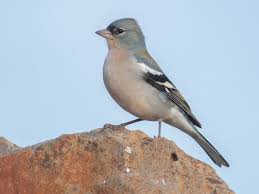 Image result for Afrosolen setifolius