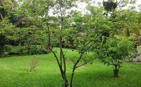 It is also called as sweetsop and sugar apple. Tropical Fruit Trees Sugar Apple