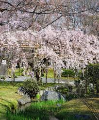 メトロポリターナトーキョー