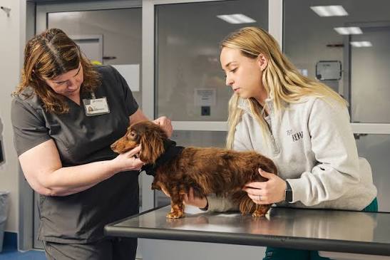 Passionate about preventive care? Our Primary Care team at Purdue Veterinary  Hospital is growing! We're looking for an experienced Veterinary Assistant  to support patient care, assist with exams and procedures, and help