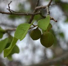 Image result for Pseudolachnostylis maprouneifolia