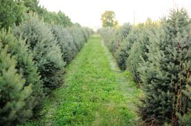 Its natural range extends from northern new mexico through colorado and utah to wyoming and into alberta and british columbia, but it has been widely introduced elsew. Picea Pungens Var Glauca Spring Grove Nursery