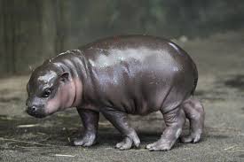 Bebe Hippopotame Nain Hippopotame Animaux