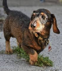 To download this image, create an account. Wire Haired Dachshund Your Complete Guide To The Breed