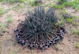 Image result for Tridentea