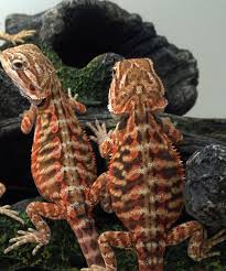 20 Different Types Of Bearded Dragons With Colors Species And Pictures Animal And Pets Lover Baby Bearded Dragon Bearded Dragon Colors Bearded Dragon