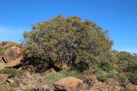 Image result for Euclea undulata