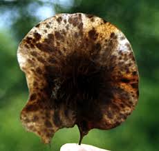 Image result for Marsdenia angolensis