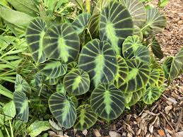 Image result for Colocasia