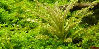 Image result for Pogostemon rogersii