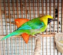 Mengenal Burung Cucak Ranting Habitat Makanan Dan Harga
