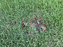 How to transplant grass plugs. What Are Grass Plugs And How To Use Them Sod Solutions