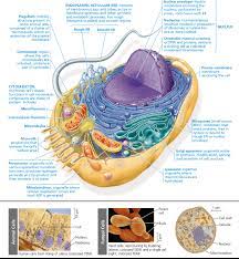 Consider this animal cell quizlet. Animal Cell Diagram Quizlet