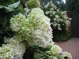 Limelight hydrangea (hydrangea paniculata 'limelight') usually stays around six to eight feet tall, but it can put on since the panicle hydrangeas (including limelight) bloom on new wood that develops in the current season, they can be pruned any time of the year without cutting off future flower buds. Limelight Hydrangeas Prized For Their Midsummer Flowers Hgtv