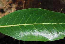 Image result for Pavetta edentula