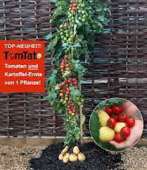 Hör auf, tomaten zu kaufen! Tomtato Pflanztomtato Pflanze Kaufen Baldur Gartene Kaufen Baldur Garten