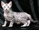 Ocicat - Price, Personality, Lifespan