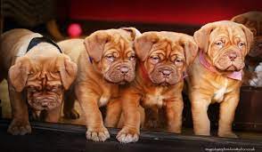 Last Three Dogue De Bordeaux Puppies For Sale Stoke On Trent Staffordshire Pets4homes Mastiff Puppies Puppies Mastiffs