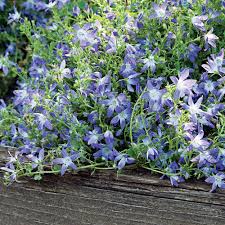 Image result for Campanula