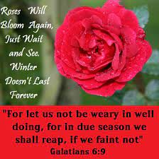 Galatians 6 9 For Let Us Not Be Weary In Well Doing For In Due Season We Shall Reap If We Faint Not Galatians 6 9 Inspirational Pictures Finding Peace