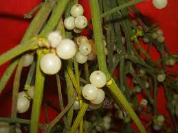 Image result for Viscaceae