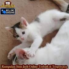 Editan kucing lagi video call bikin senyum senyum. 180 Koleksi Tingkah Aksi Kucing Peliharaan Ideas Cats Animals Kittens Cutest
