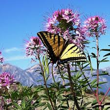 Image result for Cleome macrophylla
