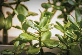 What Kind Of Soil Do Jade Plants Like Jade Plants Money Plant Care Plants