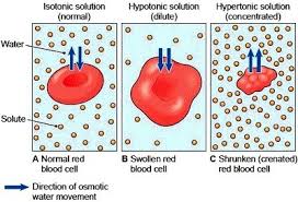 Osmosis.Mp4 - Youtube