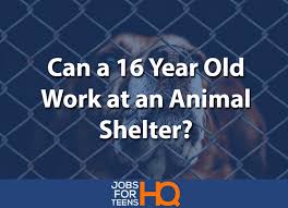 See salaries, compare reviews, easily apply, and get hired. Can A 16 Year Old Work At An Animal Shelter