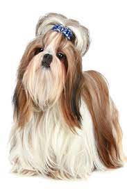 Shih Tzu Poses On A White Background Shihtzu Shih Tzu Dog Shih Tzu Dog Breeds