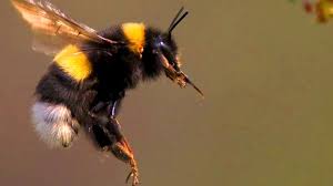 We did not find results for: Bees And Flowers Communicate With Electricity Youtube