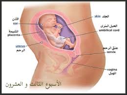 تحتاج المرأة الى فترة للتعافي قبل استئناف الجماع بعد الولادة. Ø§Ø¹Ø±Ø§Ø¶ Ø§Ù„Ø­Ù…Ù„ Ùˆ Ù…Ø±Ø§Ø­Ù„ Ø§Ù„Ø­Ù…Ù„ Ùˆ Ù…Ø±Ø§Ø­Ù„ Ù†Ù…Ùˆ Ø§Ù„Ø¬Ù†ÙŠÙ† Ø¨Ø§Ù„ØªÙØµÙŠÙ„ Ù…Ø¬Ù„Ø© Ø§Ù†Ø§ Ø­ÙˆØ§Ø¡